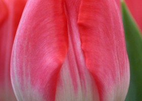 Tulipa Up Pink (4)